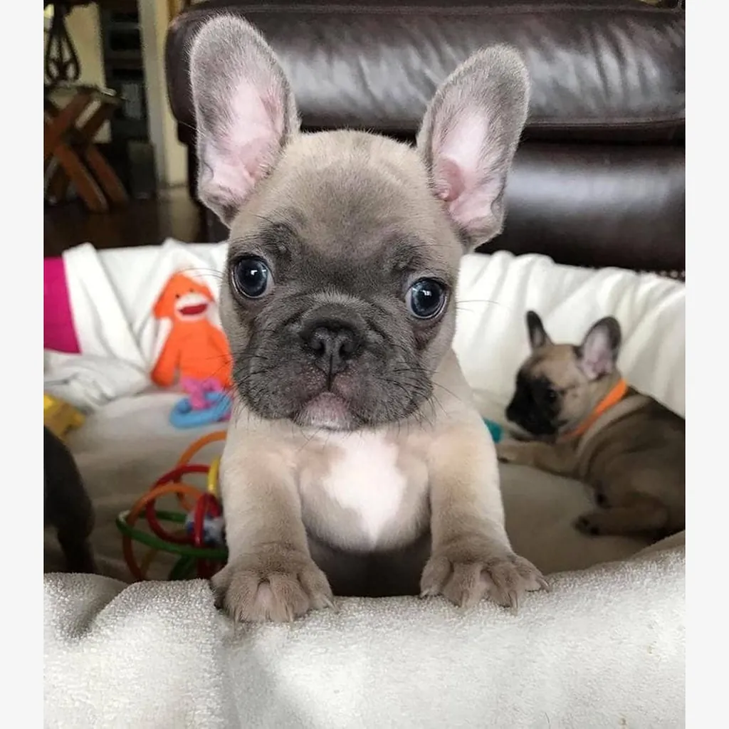Cachorro Bulldog Francés en Quito, Ecuador