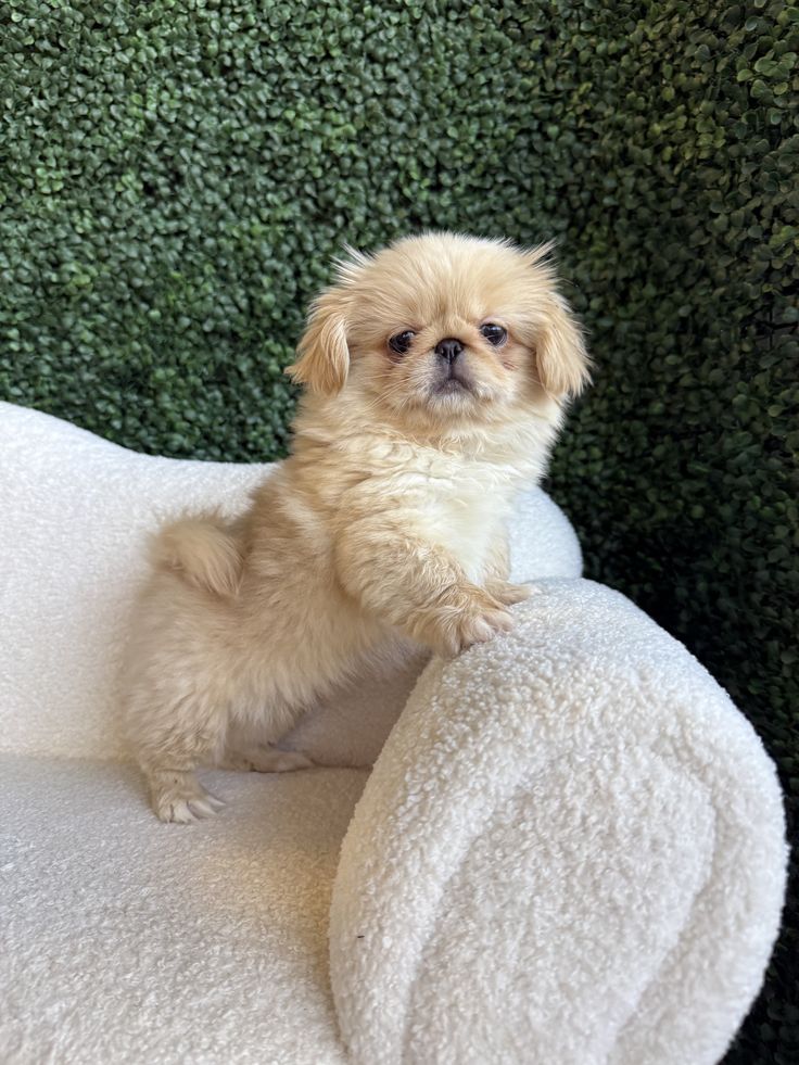 Cachorro Pekinés en San Salvador, El Salvador