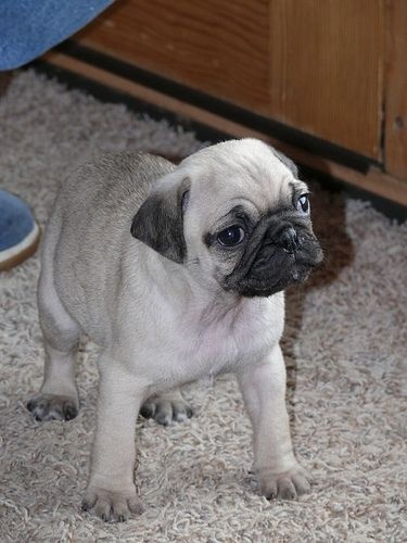 Cachorro Pug (Carlino) en Cartagena, Colombia