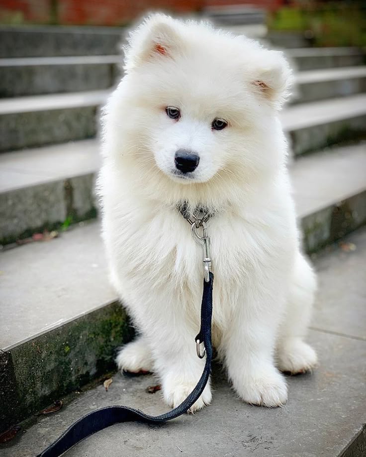Precio de un Samoyedo en Bogotá: cachorro de criadero responsable