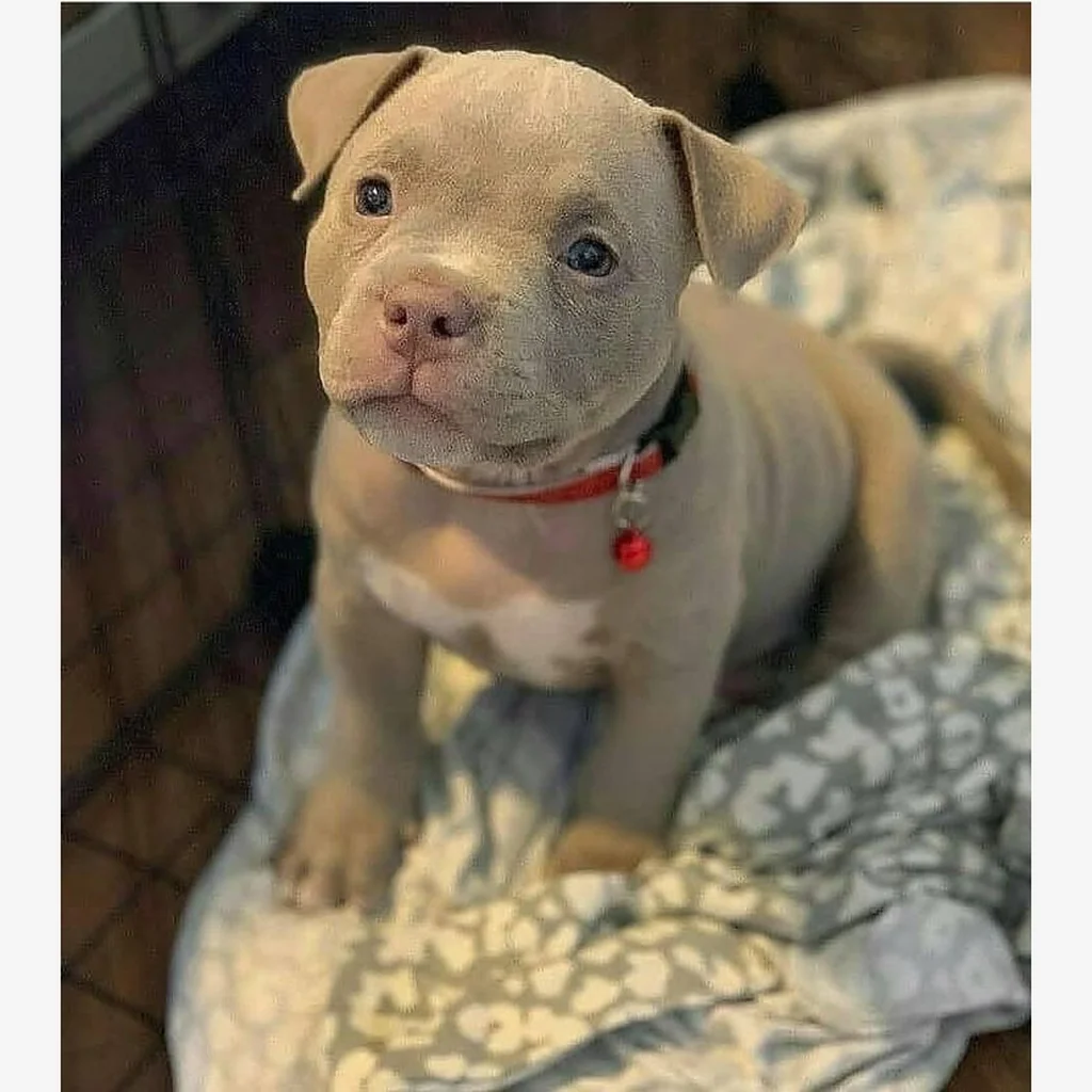 Cachorro Pitbull en Vancouver, Canadá