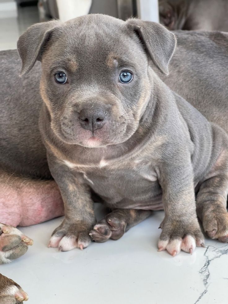 Cachorro American Bully en Miami, Estados Unidos