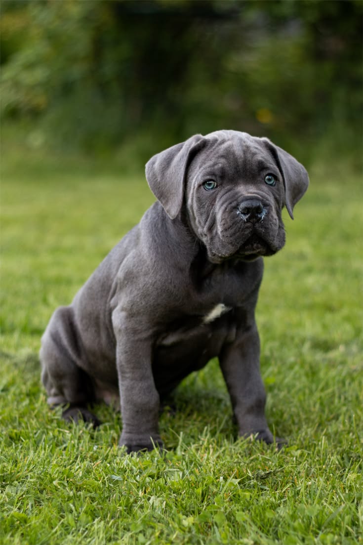 Precio de un Cane Corso en Nueva York: cachorro de criadero responsable