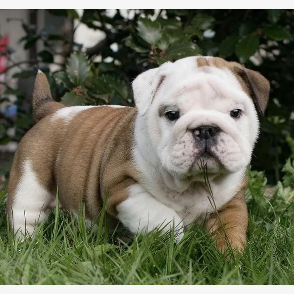 Cachorro Bulldog Inglés en Cali, Colombia