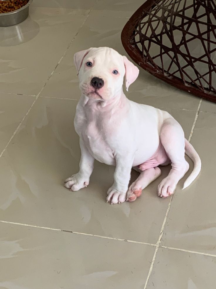 Cachorro Dogo Argentino en Houston, Estados Unidos