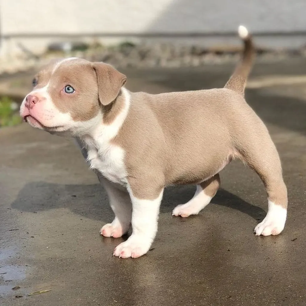 Precio de un Pitbull en Vancouver: cachorro de criadero responsable