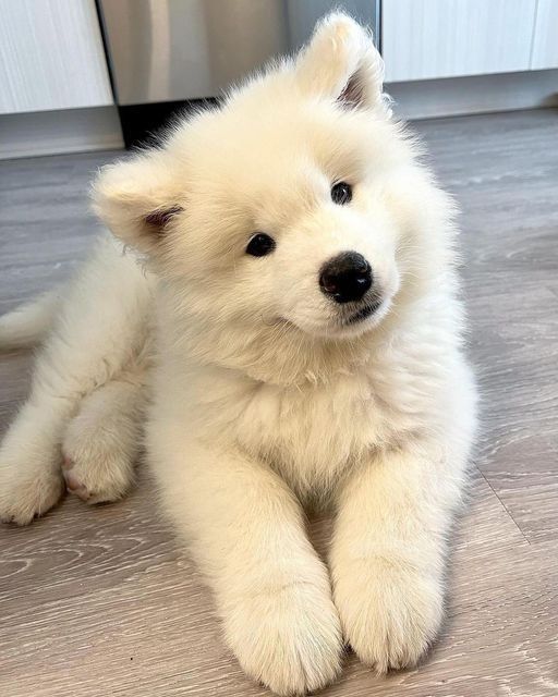 Cachorro Samoyedo en Bogotá, Colombia