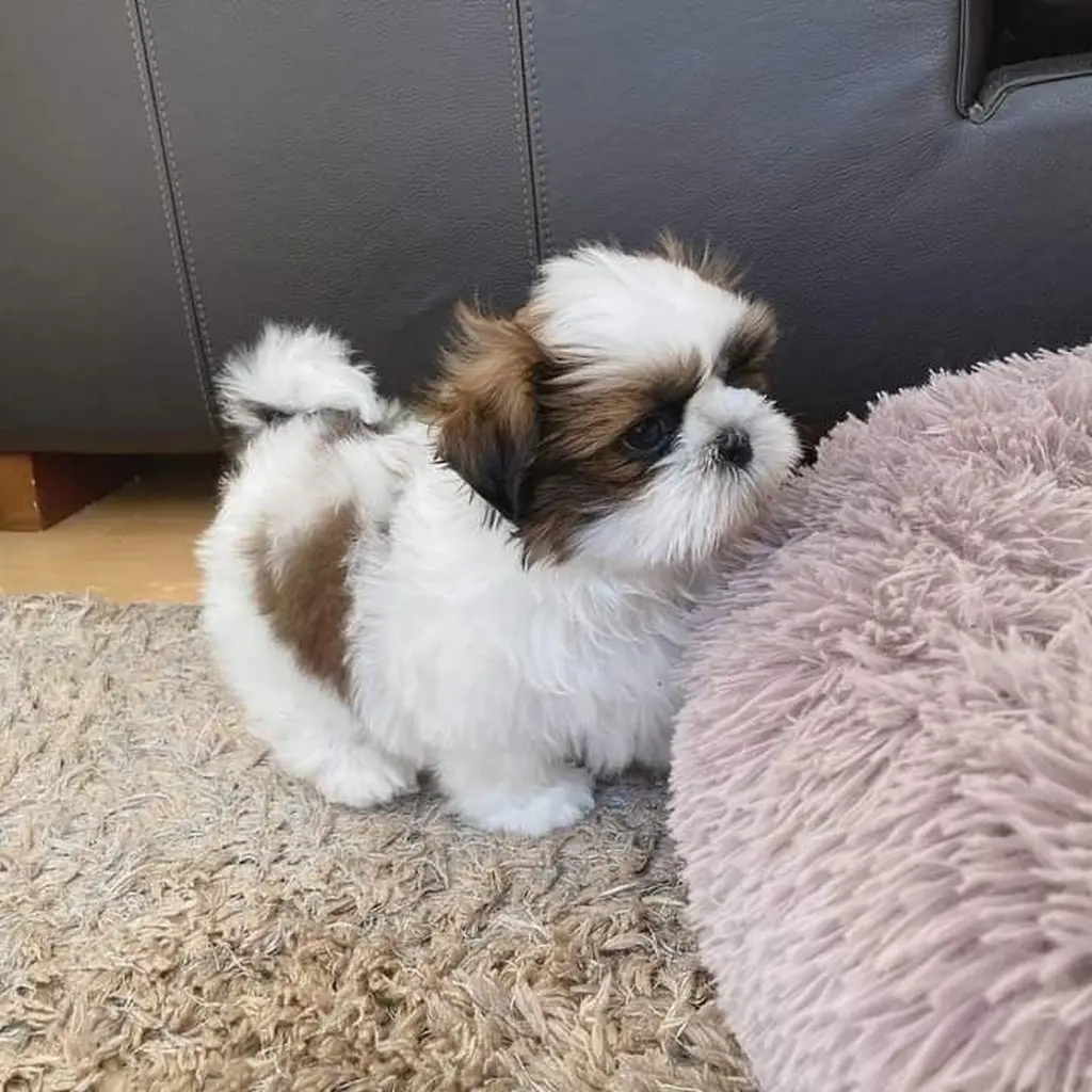 Cachorro Shih Tzu en Barranquilla, Colombia
