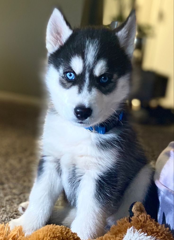 Familia con su Husky Siberiano en Barranquilla