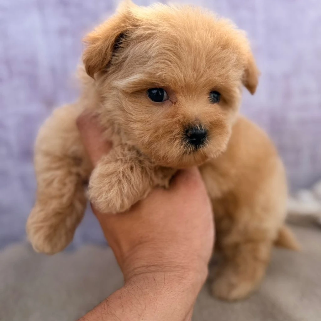 Familia con su Maltipoo en San José
