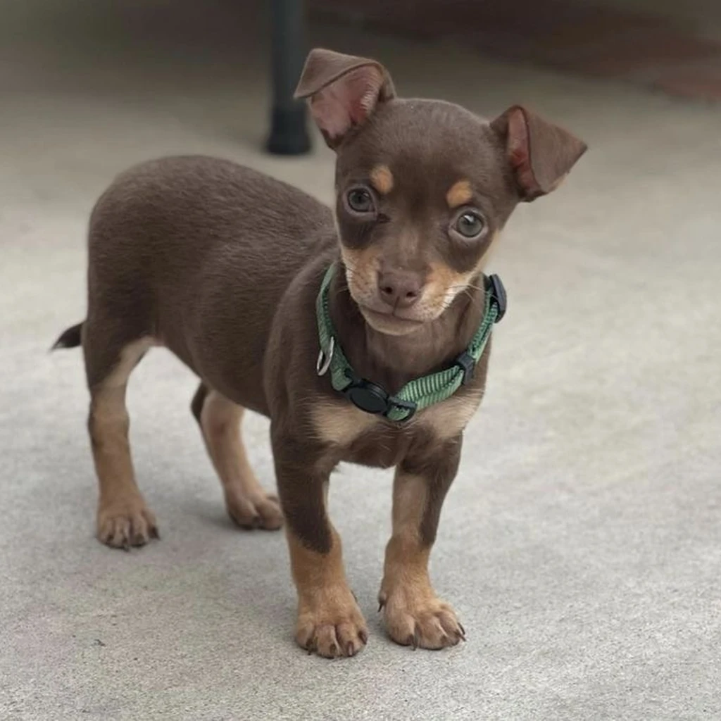 Precio de un Pinscher Miniatura en San Salvador: cachorro de criadero responsable