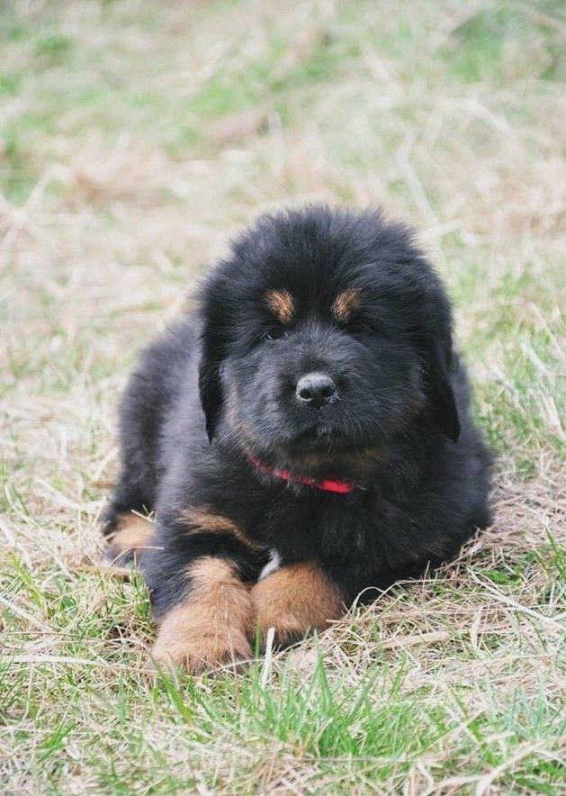 Cachorro Mastín Tibetano en Los Ángeles, Estados Unidos