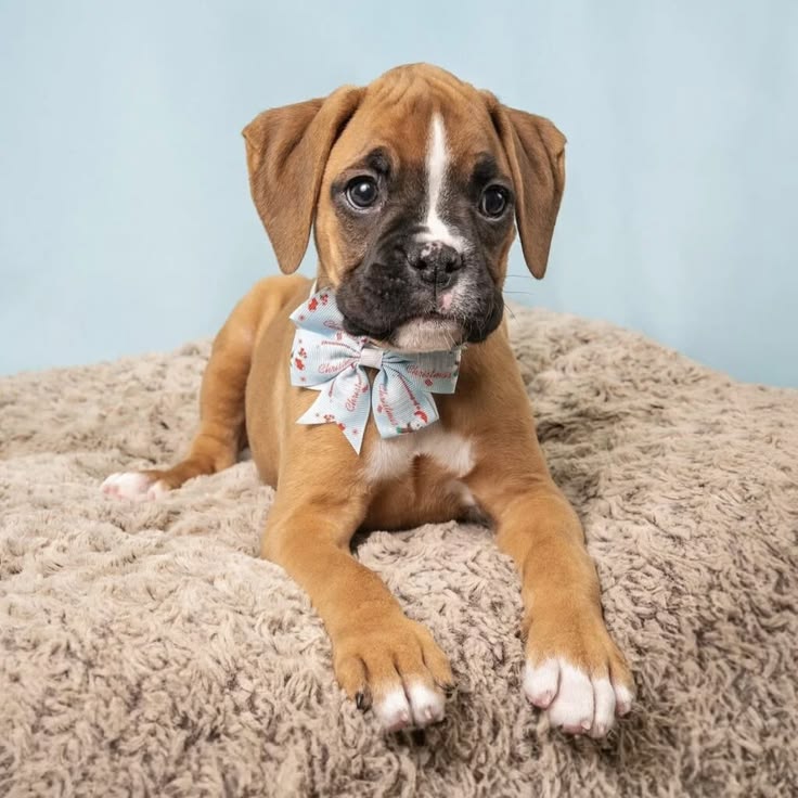 Precio de un Boxer en Miami: cachorro de criadero responsable