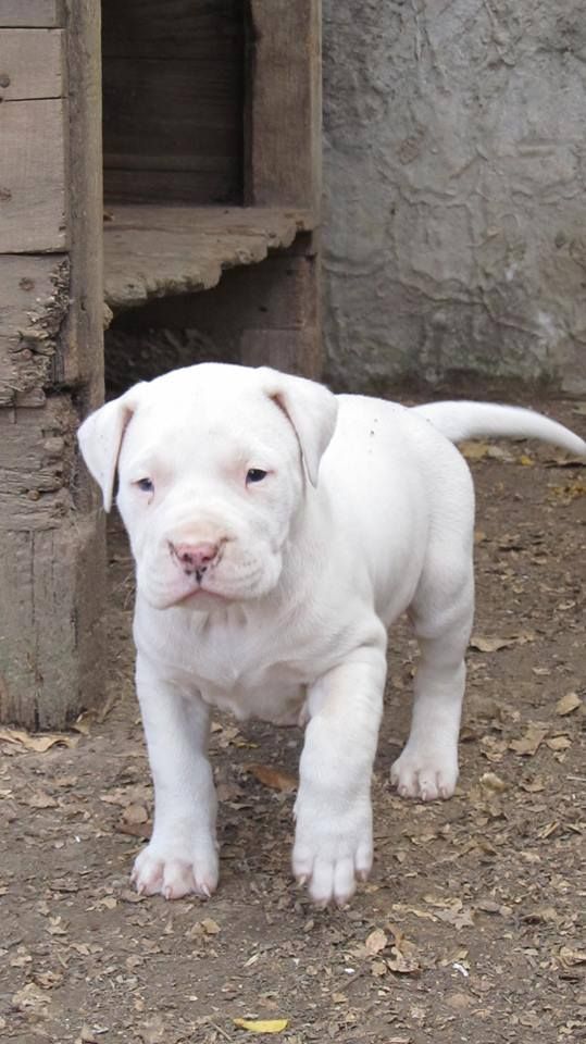 Precio de un Dogo Argentino en Houston: cachorro de criadero responsable
