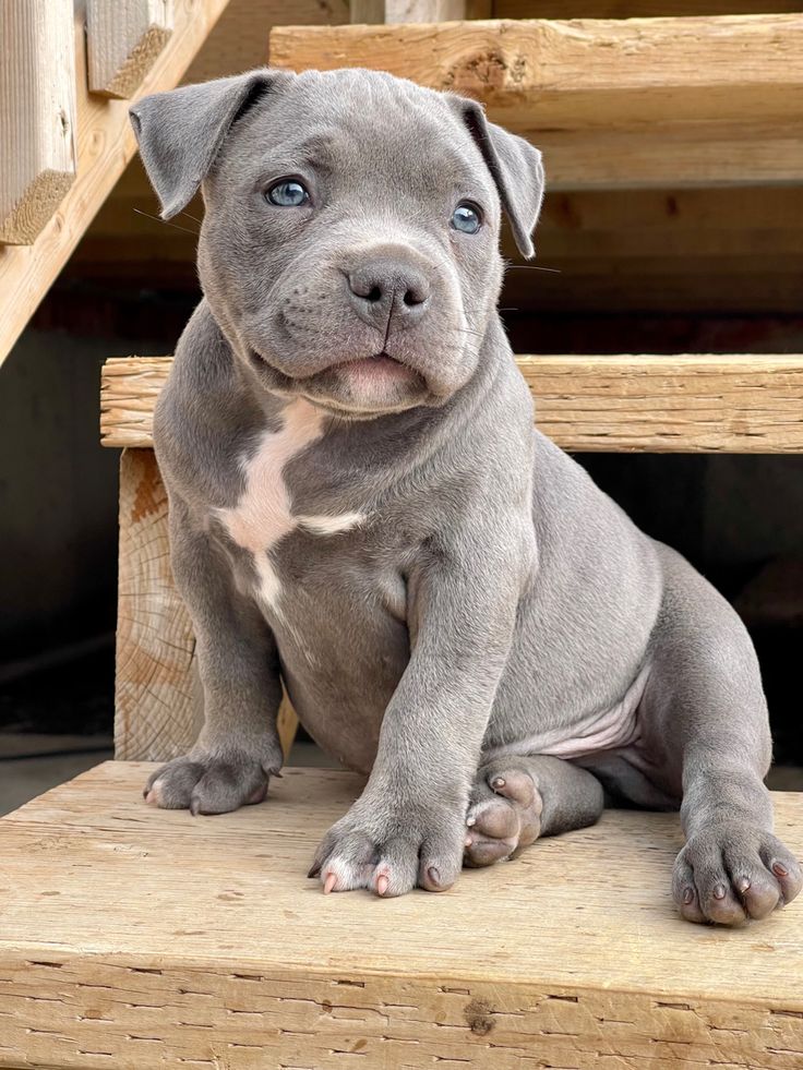Precio de un American Bully en Miami: cachorro de criadero responsable
