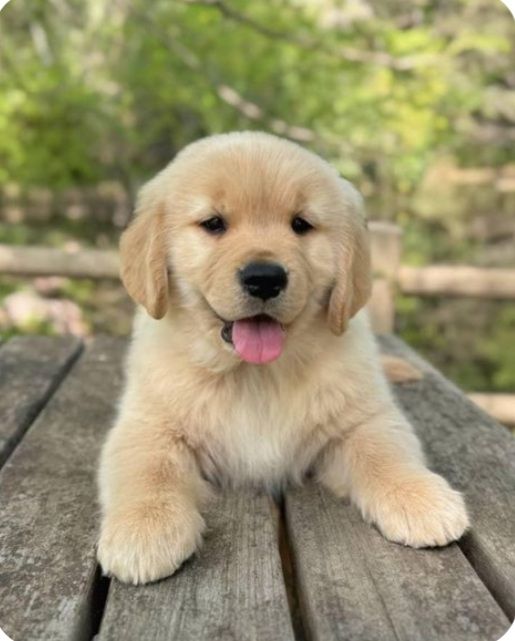 Cachorro Golden Retriever en Ciudad de México, México