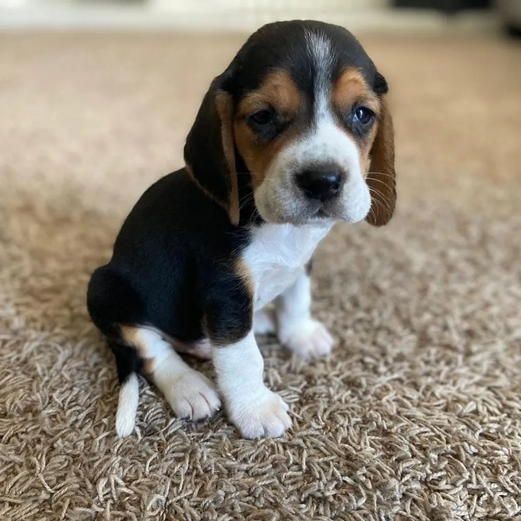 Precio de un Beagle en Asunción: cachorro de criadero responsable
