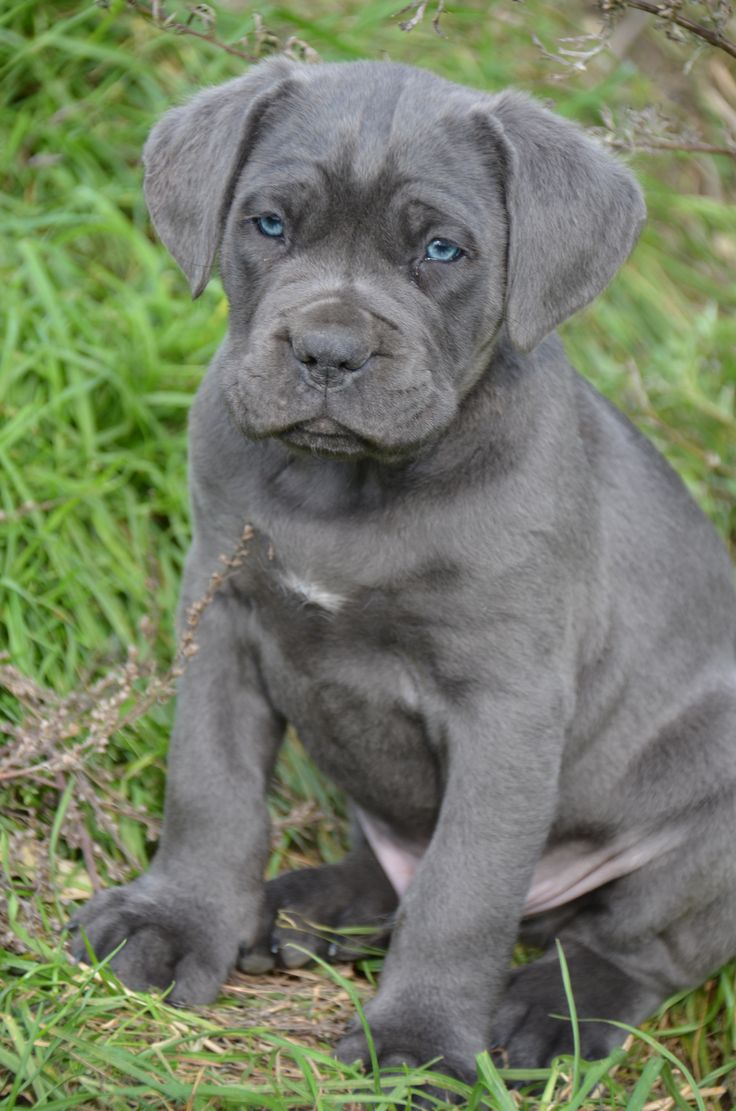 Familia con su Cane Corso en Nueva York
