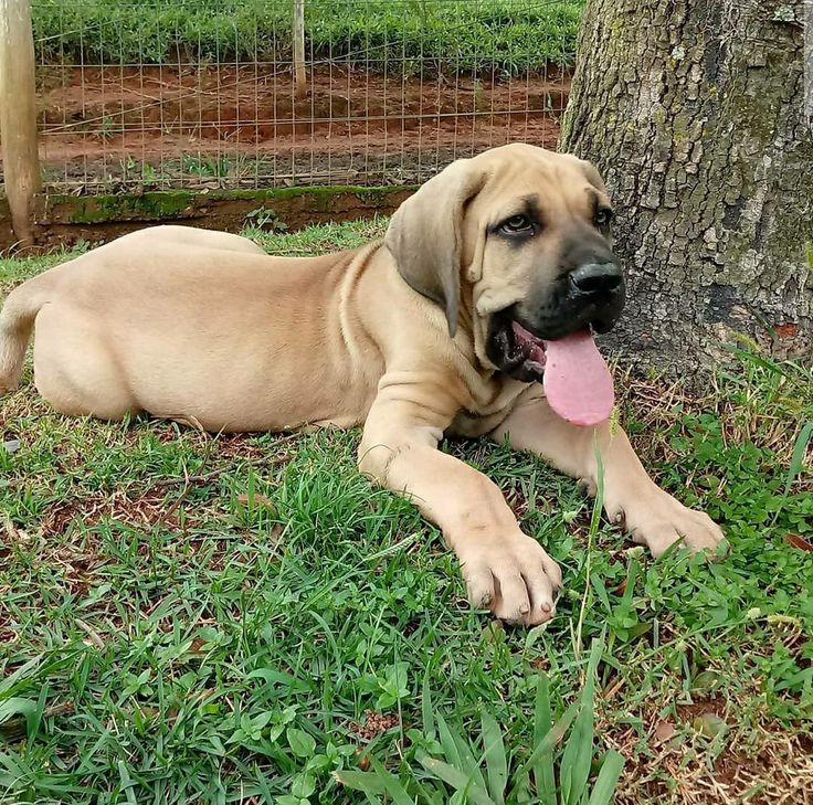 Familia con su Fila Brasileiro en Houston