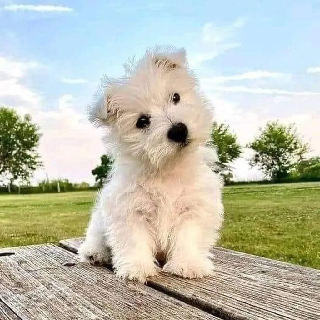 Cachorro West Highland White Terrier en Ciudad de Guatemala, Guatemala