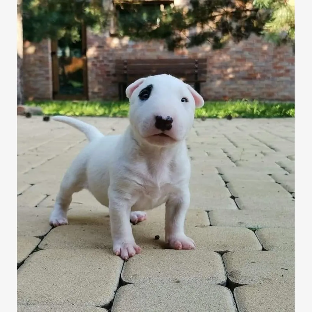 Precio de un Bull Terrier en Toronto: cachorro de criadero responsable