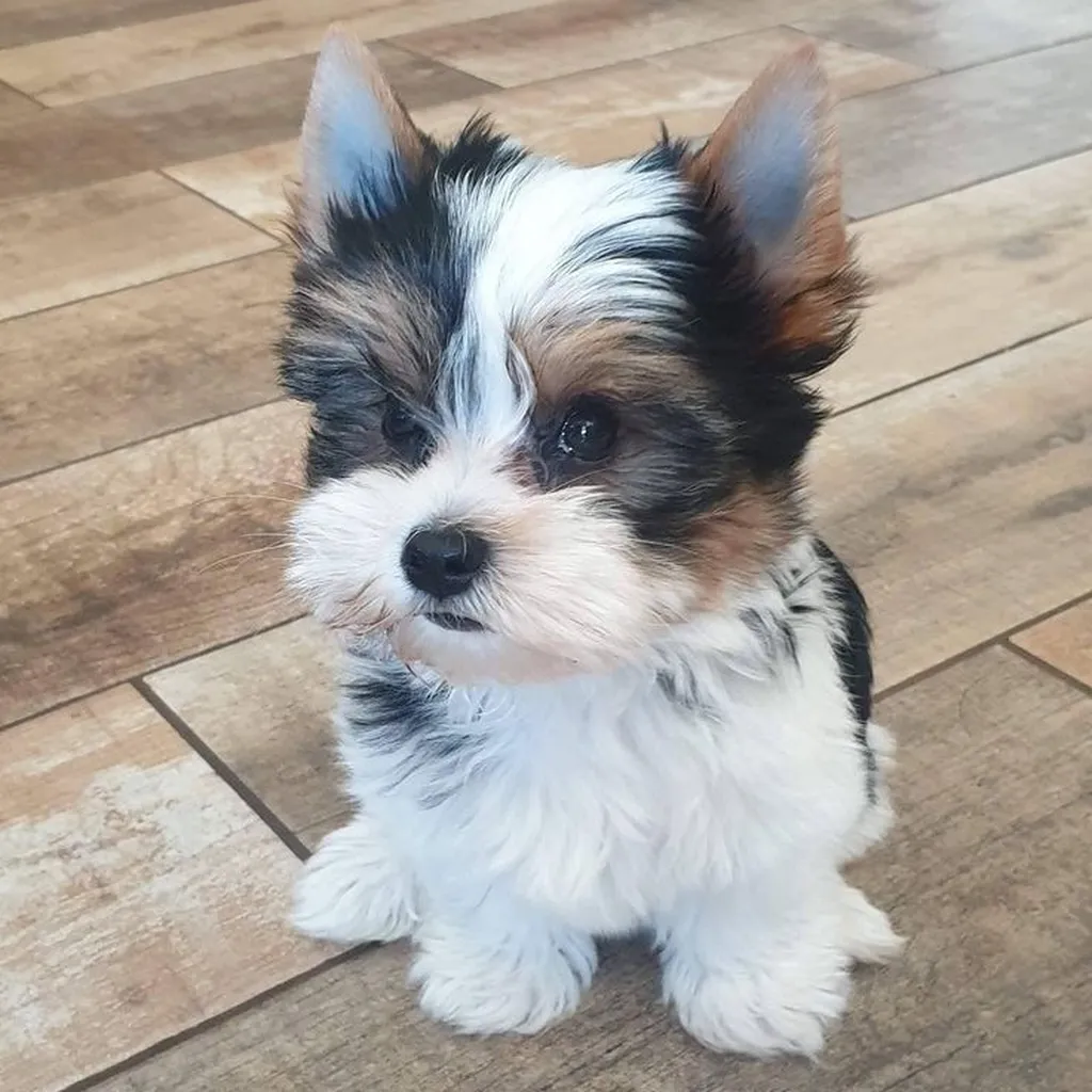 Precio de un Yorkie Biewer en Ciudad de Guatemala: cachorro de criadero responsable