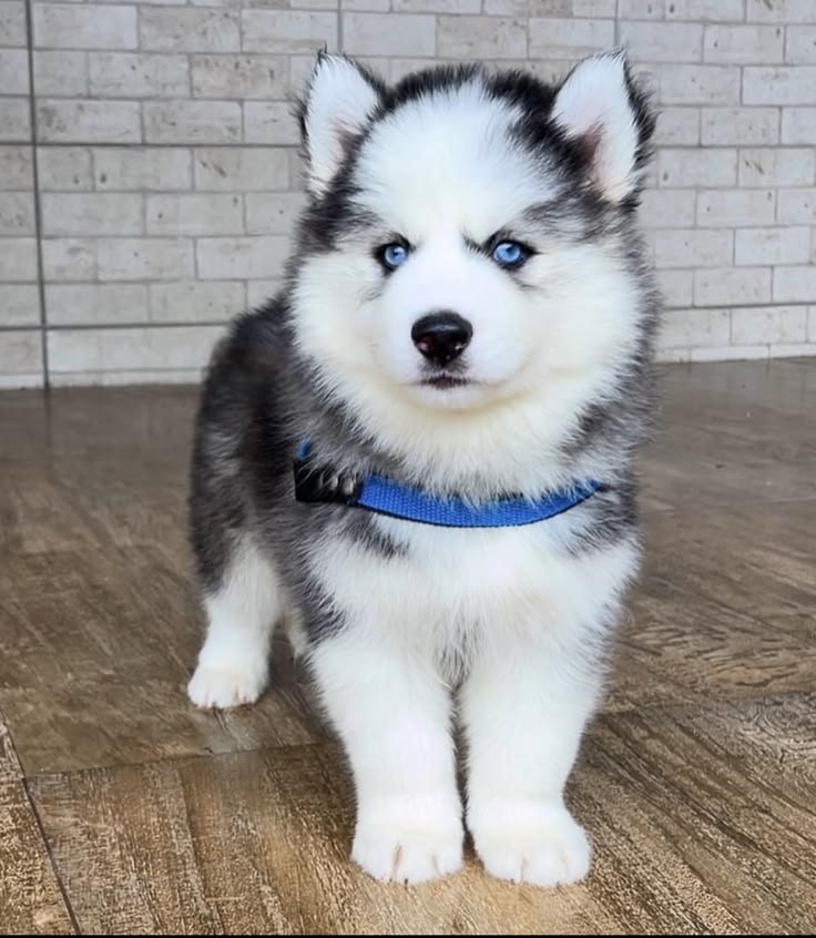 Precio de un Husky Siberiano en Barranquilla: cachorro de criadero responsable