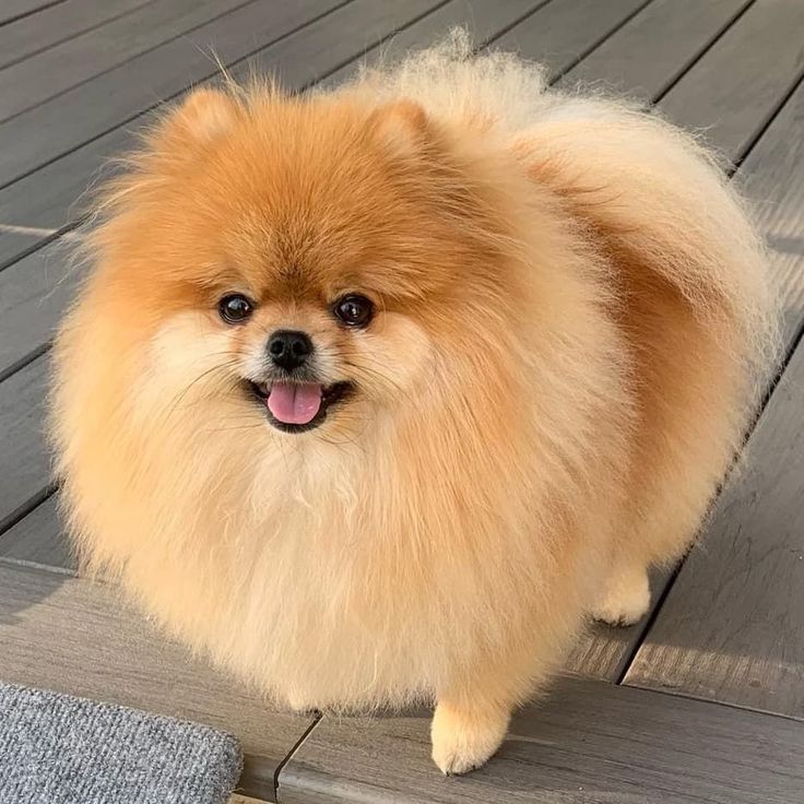 Precio de un Pomerania en Cali: cachorro de criadero responsable