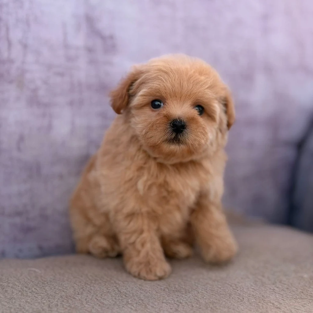 Cachorro Maltipoo en San José, Costa Rica