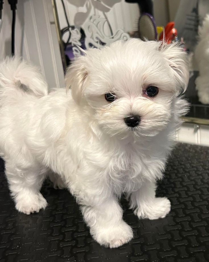 Cachorro Bichón Maltés en Cartagena, Colombia