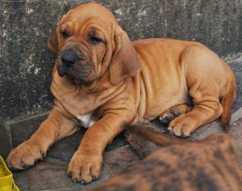 Cachorro Fila Brasileiro en Houston, Estados Unidos