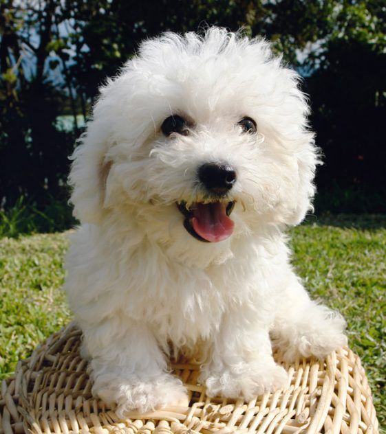 Cachorro Poodle (Caniche) en Cali, Colombia