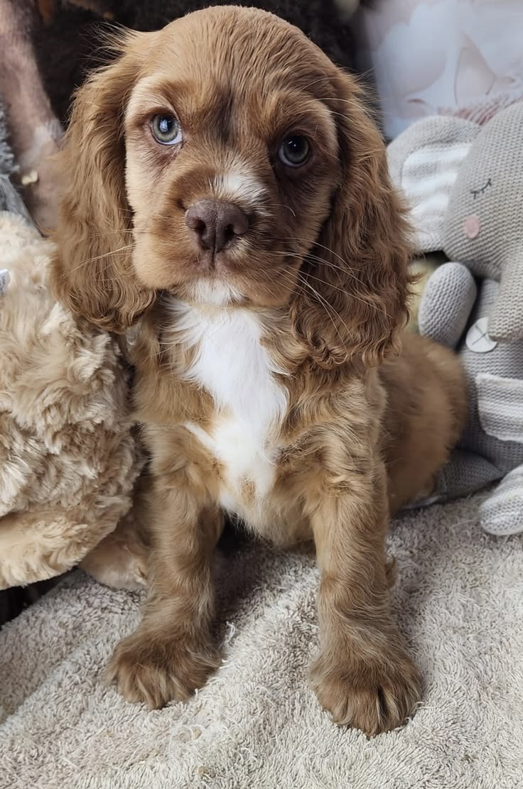 Familia con su Cocker Spaniel en Nueva York