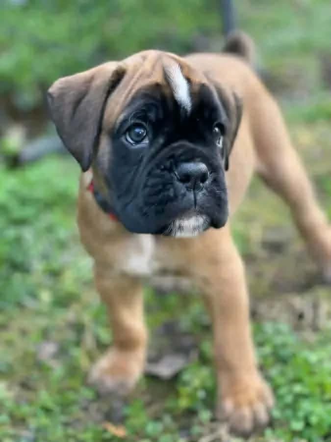 Familia con su Boxer en Miami