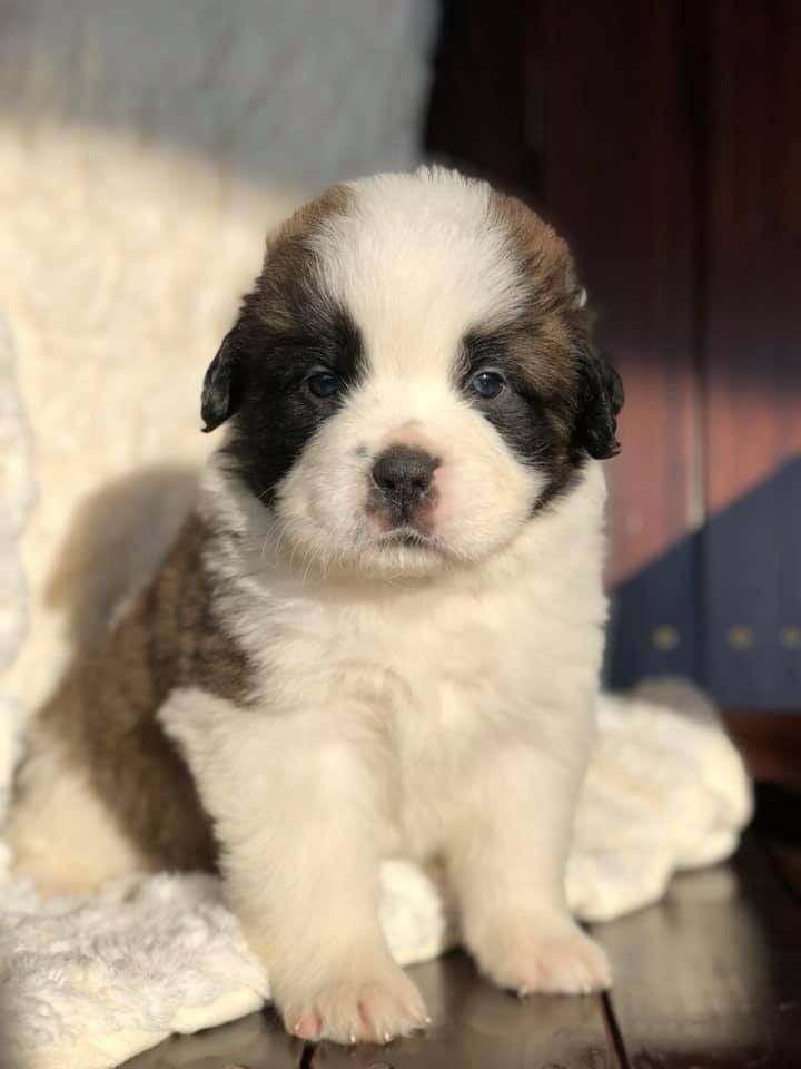 Precio de un San Bernardo en Chicago: cachorro de criadero responsable