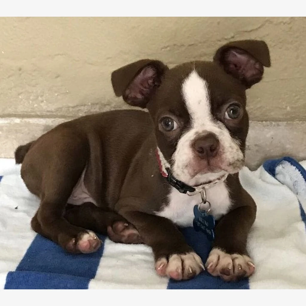 Cachorro Boston Terrier en Toronto, Canadá