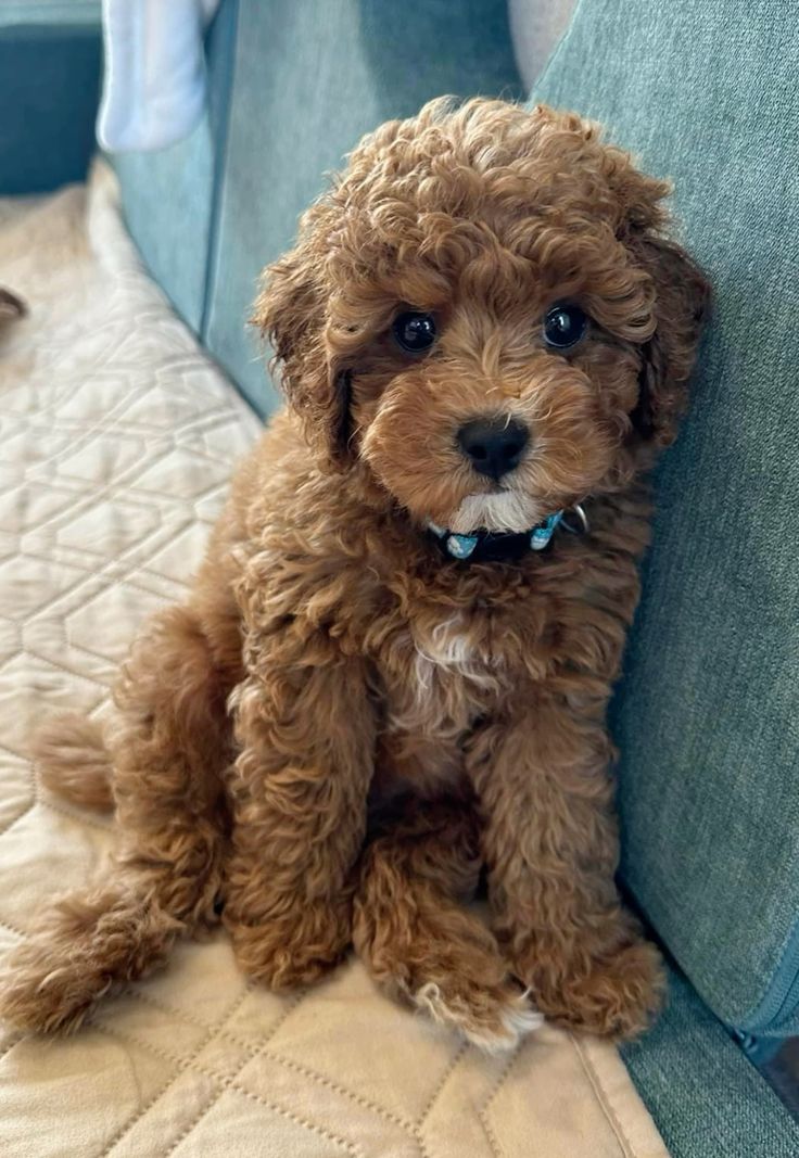 Precio de un Goldendoodle en Vancouver: cachorro de criadero responsable