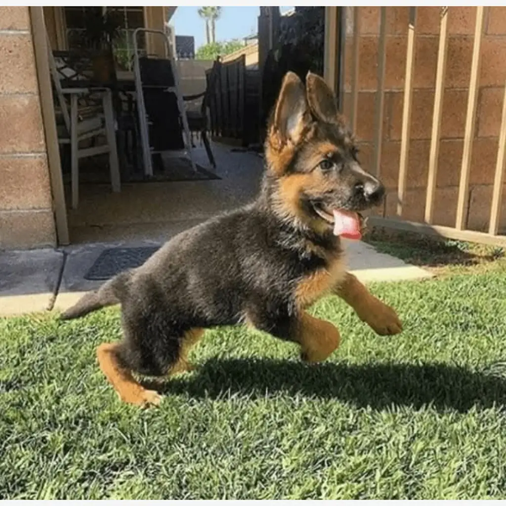 Precio de un Pastor Alemán en Santiago de Chile: cachorro de criadero responsable