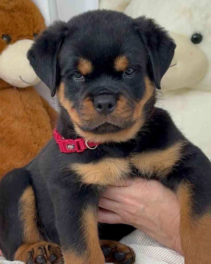 Cachorro Rottweiler en Cartagena, Colombia