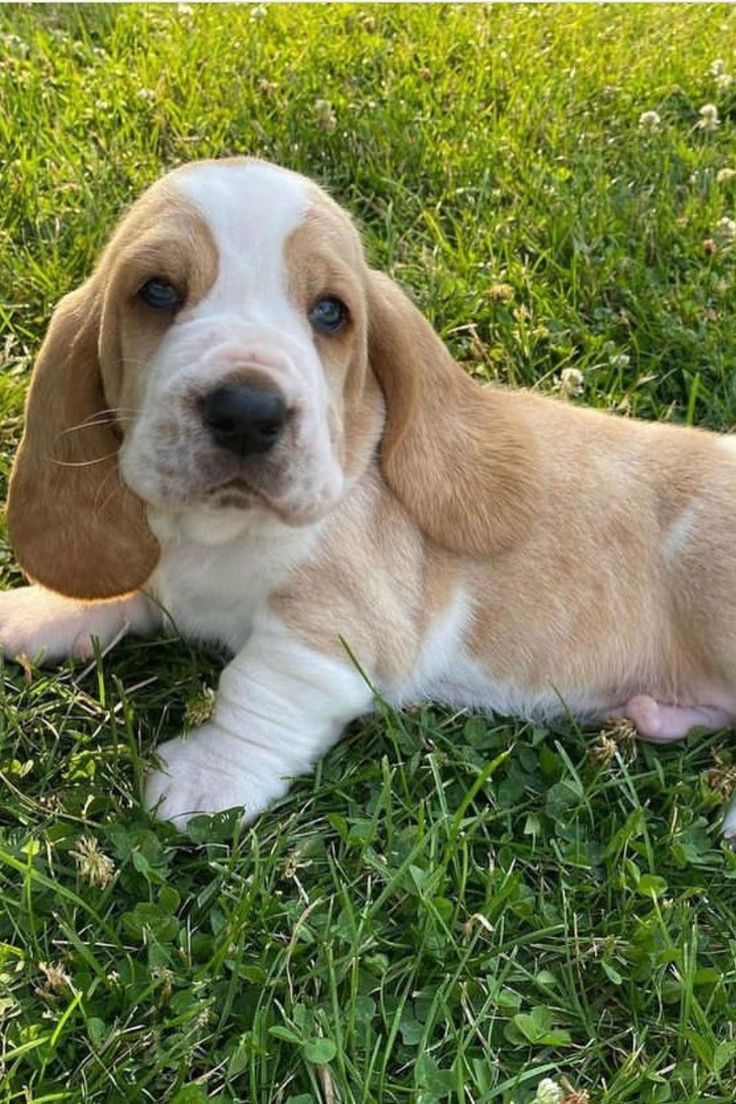 Precio de un Basset Hound en Chicago: cachorro de criadero responsable