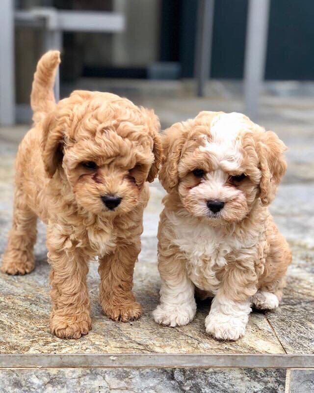 Familia con su Goldendoodle en Vancouver