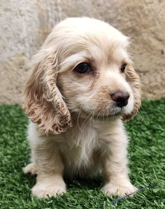 Cachorro Cocker Spaniel en Nueva York, Estados Unidos