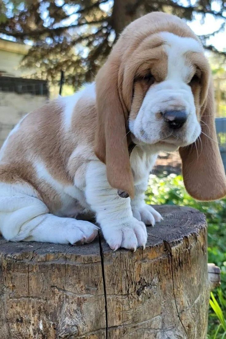 Familia con su Basset Hound en Chicago