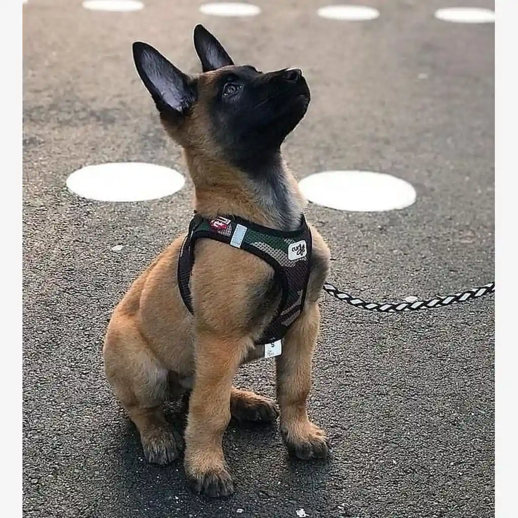 Cachorro Pastor Belga en Chicago, Estados Unidos
