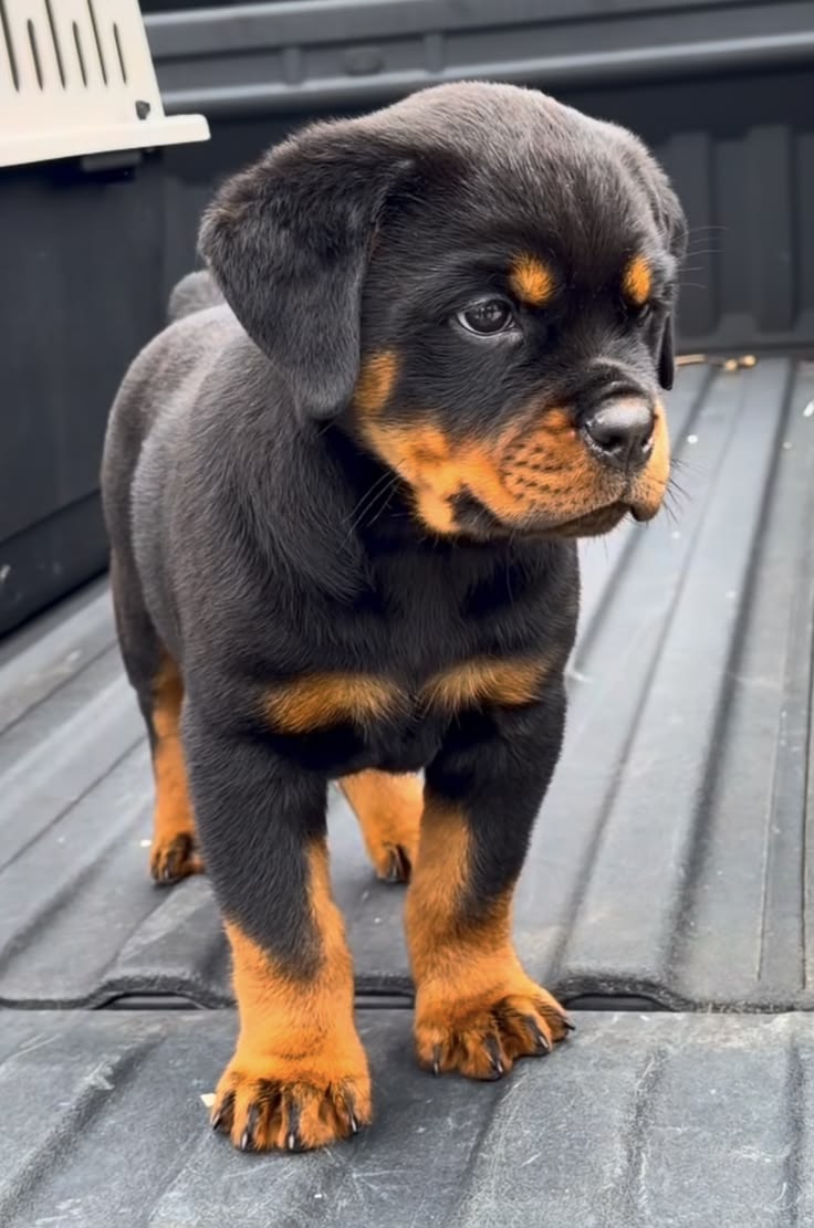 Precio de un Rottweiler en Cartagena: cachorro de criadero responsable