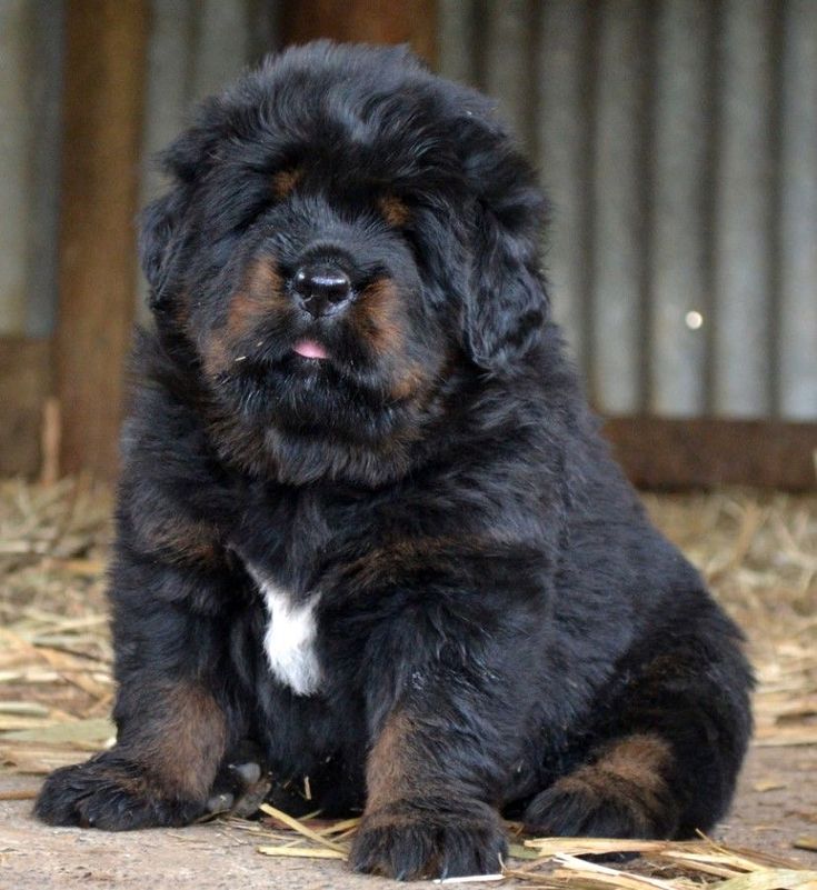 Precio de un Mastín Tibetano en Los Ángeles: cachorro de criadero responsable