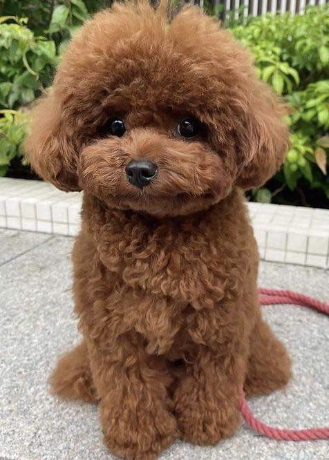 Cachorro Caniche Toy en San José, Costa Rica