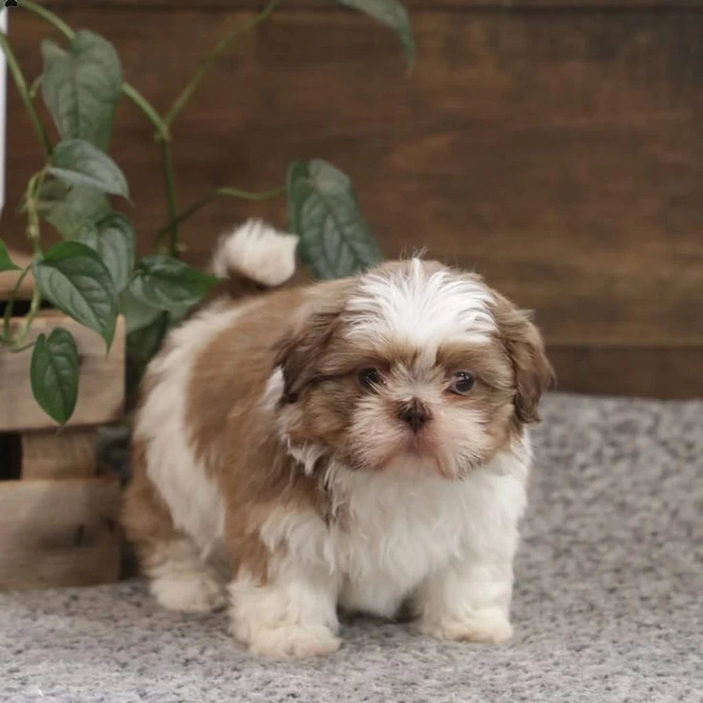 Precio de un Shih Tzu en Barranquilla: cachorro de criadero responsable