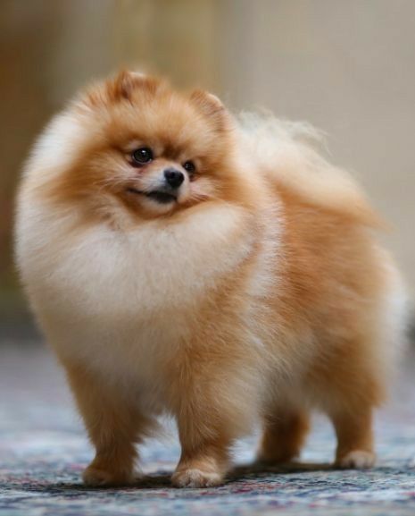 Cachorro Pomerania en Cali, Colombia