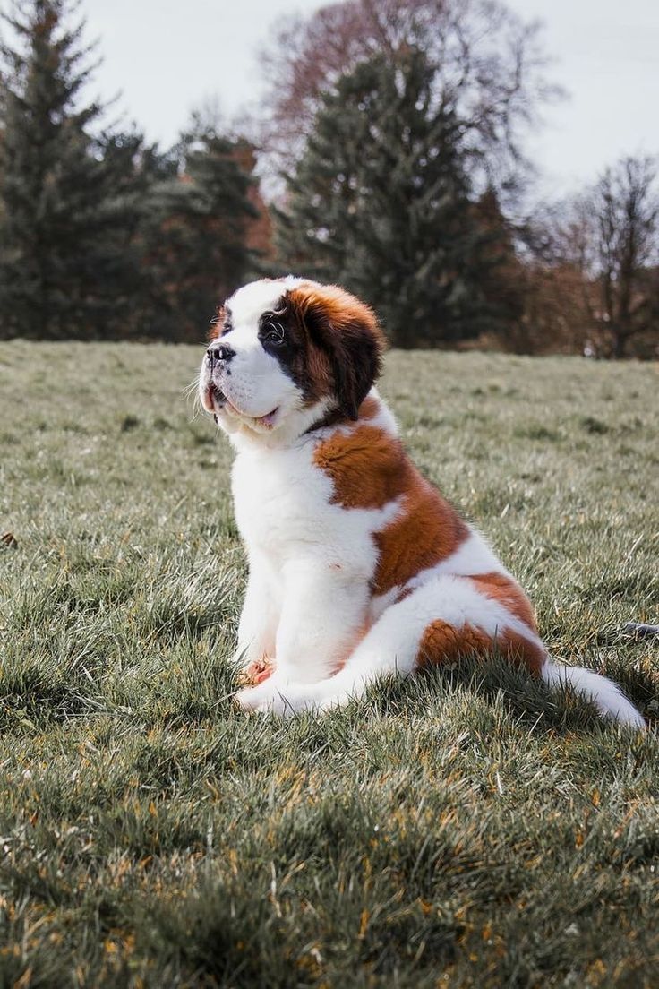 Cachorro San Bernardo en Chicago, Estados Unidos
